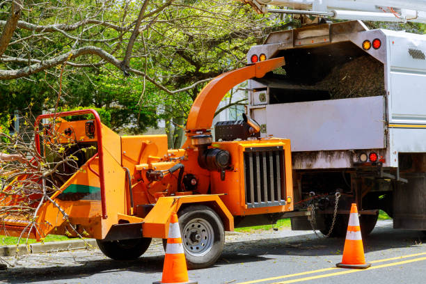 Professional Tree Services in Clifton Gardens, NY